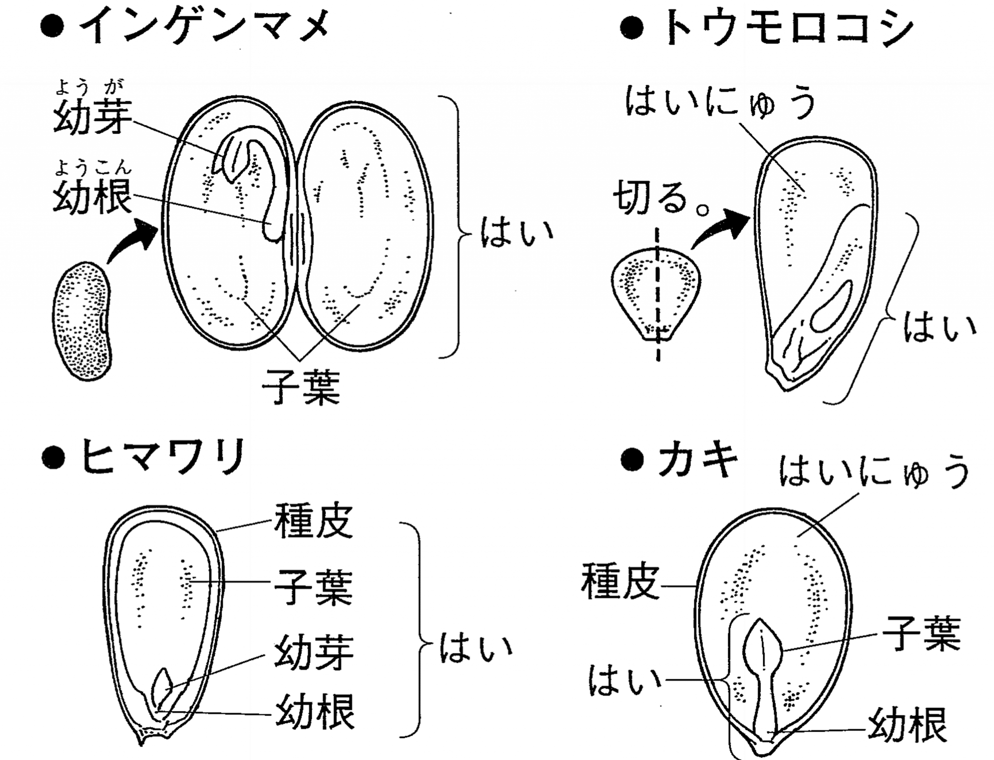 有胚乳種子覚え方: 有胚乳種子 一覧 – PQOH