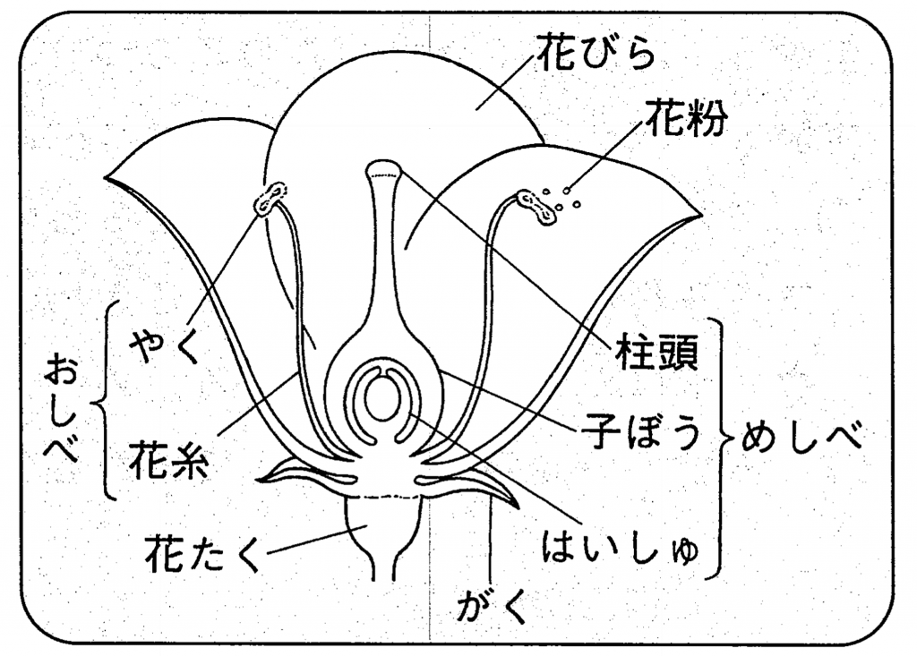 めしべ 構造 | さくらの花の構造 – PLNF