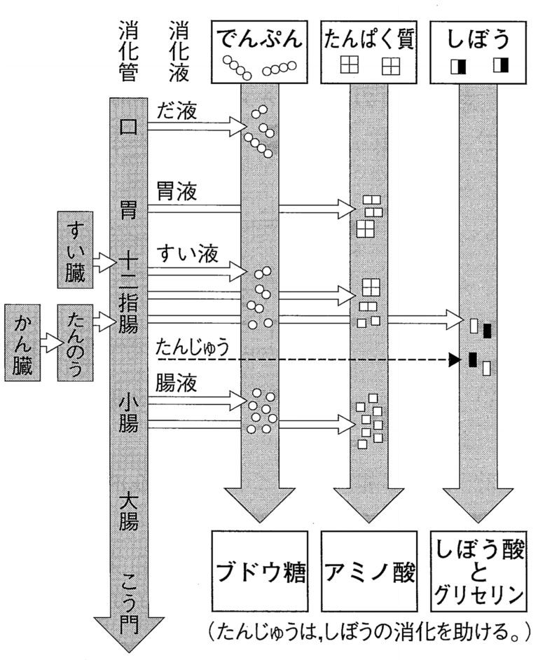 【理科のコツ】消化と吸収 - 中学受験 理科の個別指導 | 受験理科専門塾「しゅん吉クエスト」
