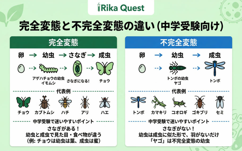 完全変態と不完全変態の違い