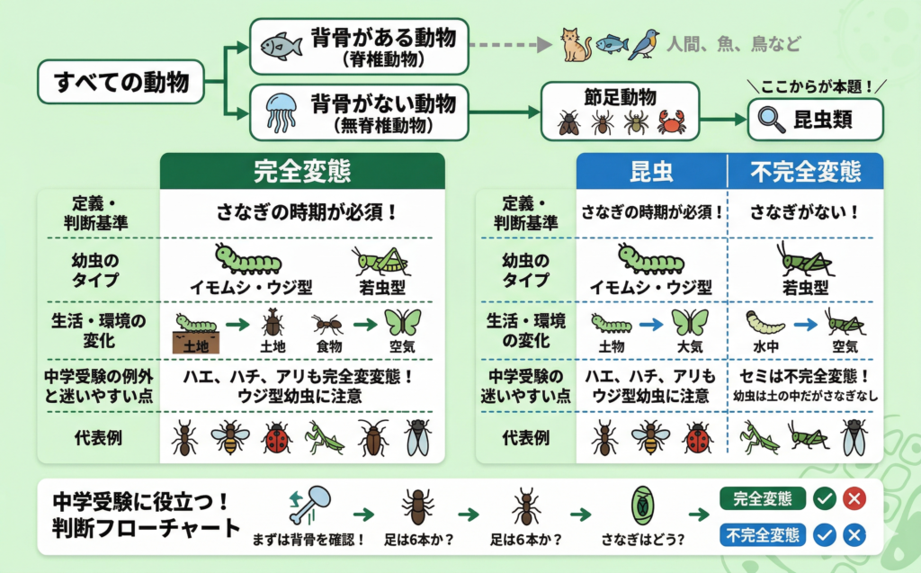 無脊椎動物と昆虫の位置づけ
