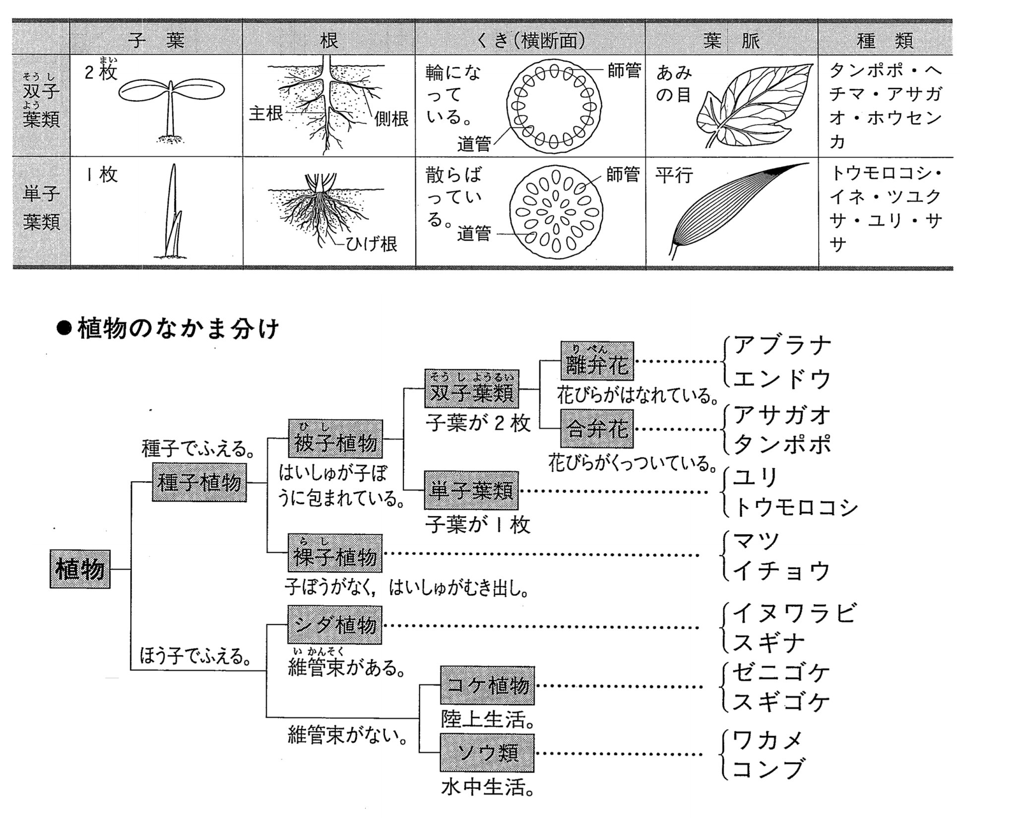 【理科のコツ】植物の分類 中学受験 理科の個別指導 受験理科専門塾「しゅん吉クエスト」